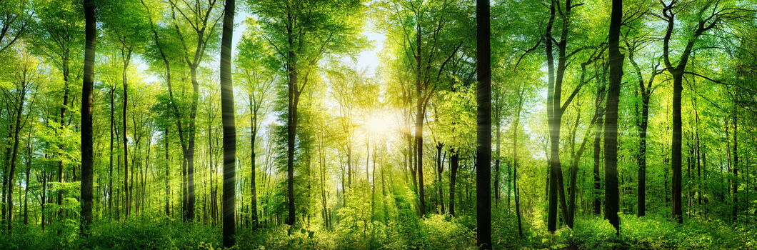 Bild "Waldpanorama"