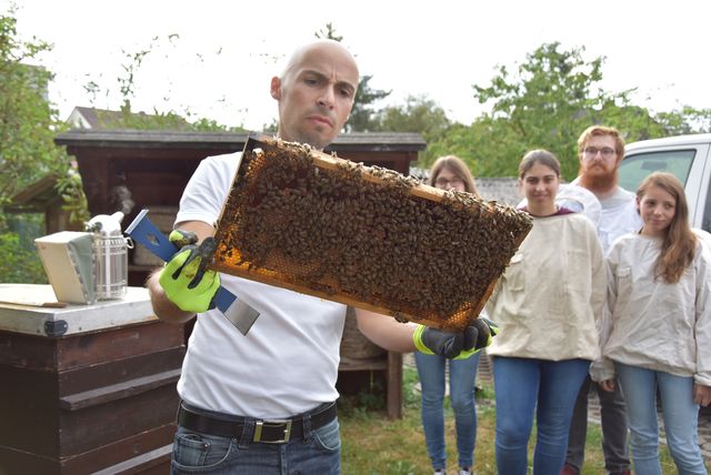 Spannende Einblicke in die Welt der Bienen