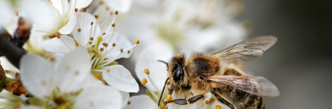 Frische Energie im Frühling