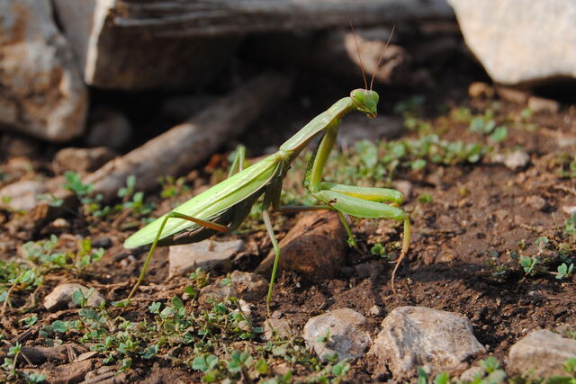 Mantis_religiosa