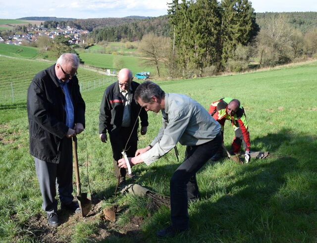 Ausgleichspflanzung