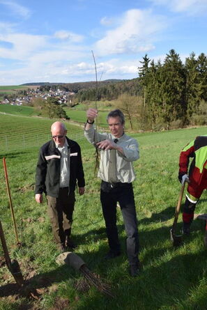 Ausgleichspflanzung
